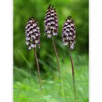 Orchis purpurea 3x