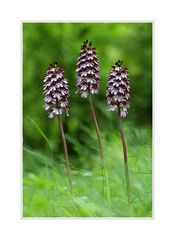 Orchis purpurea 3x