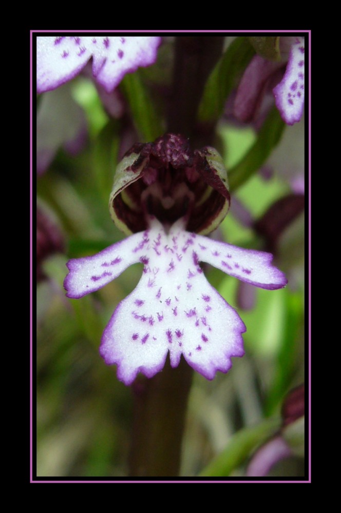 Orchis purpurea