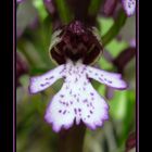 Orchis purpurea