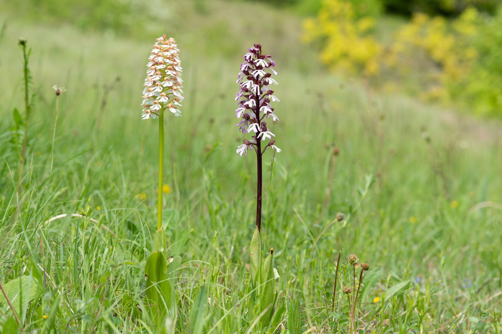 Orchis Purpurea