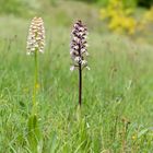 Orchis Purpurea