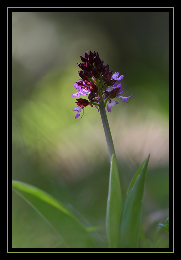 Orchis purpurea