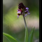 Orchis purpurea