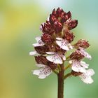 Orchis purpurea