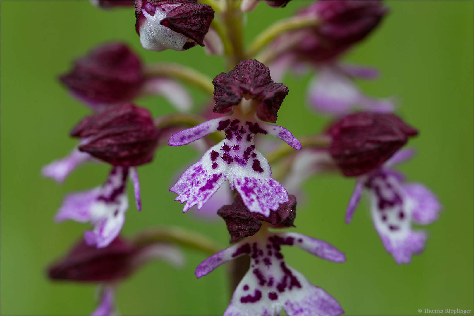 Orchis purpurea