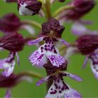 Orchis purpurea