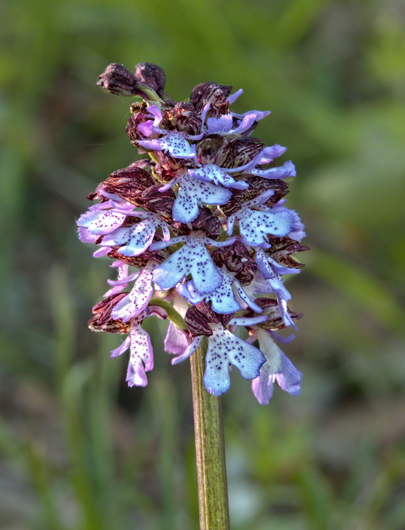 Orchis purpurea