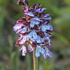 Orchis purpurea