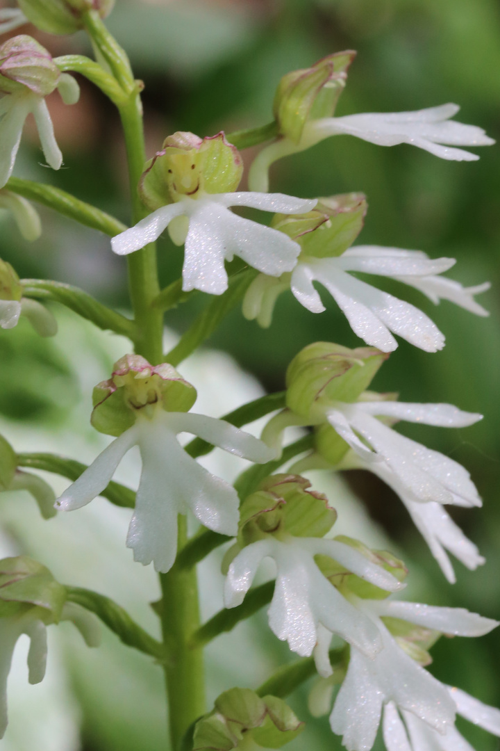 Orchis purpurea