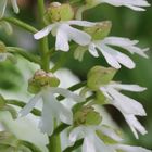 Orchis purpurea