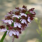 Orchis Purpurea