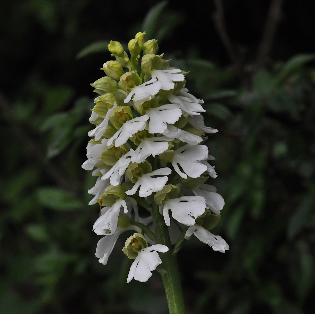 Orchis purpurea Albino - 18.6.13 - Mackenzell/Hessen