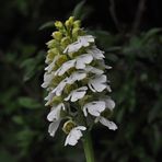 Orchis purpurea Albino - 18.6.13 - Mackenzell/Hessen