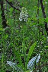 Orchis purpurea Albino - Mackenzell - 18.6.13