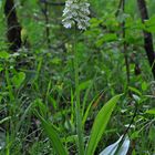 Orchis purpurea Albino - Mackenzell - 18.6.13