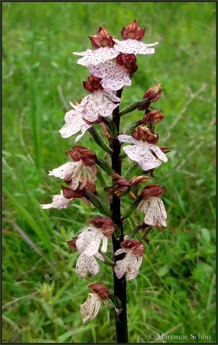 *Orchis - purpurea*