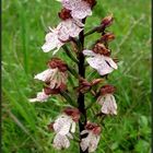 *Orchis - purpurea*