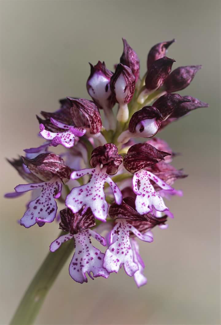 Orchis purpurea