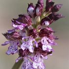 Orchis purpurea