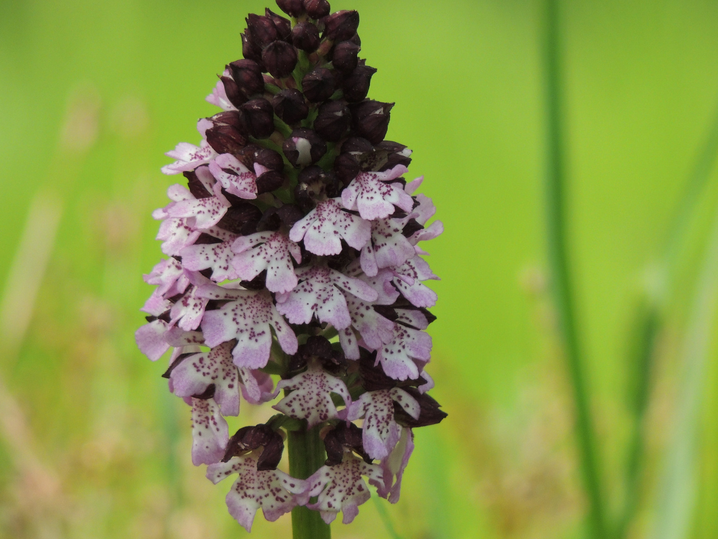 Orchis purpurea