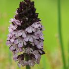 Orchis purpurea