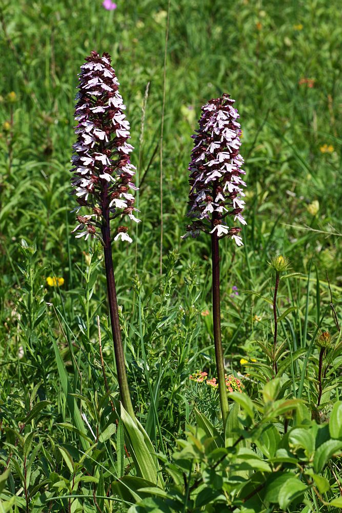 Orchis purpurea...