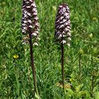 Orchis purpurea...