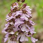 Orchis purpurea