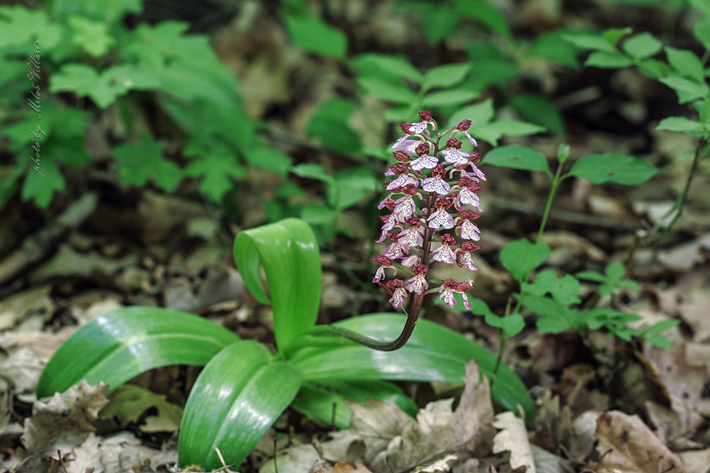 Orchis purpurea