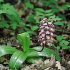 Orchis purpurea