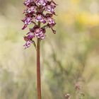 Orchis purpúrea