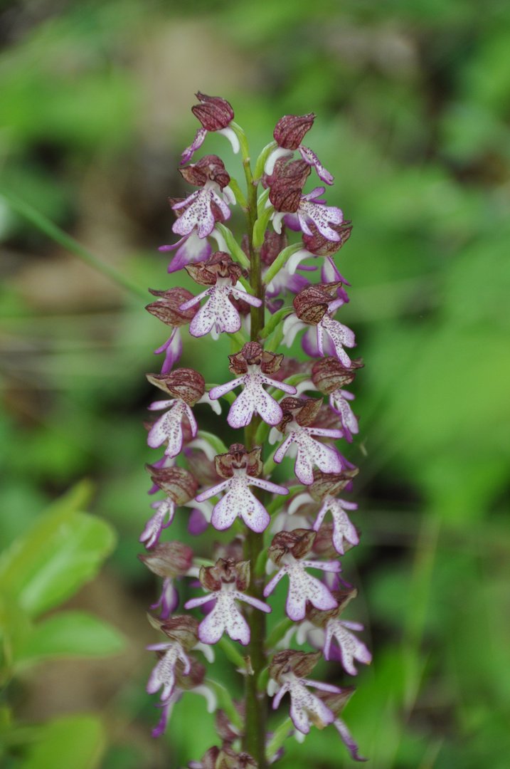 Orchis purpurea (enfin je crois)