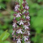 Orchis purpurea (enfin je crois)