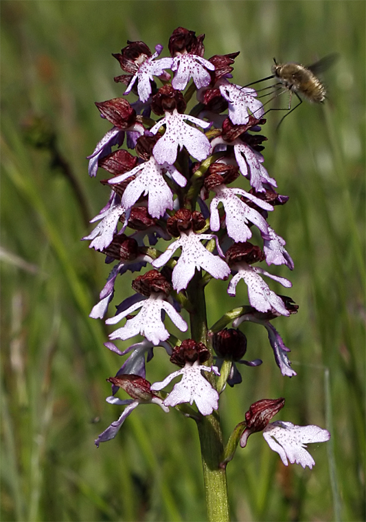 Orchis purpurea + Hummelschweber