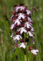 Orchis purpurea + Hummelschweber