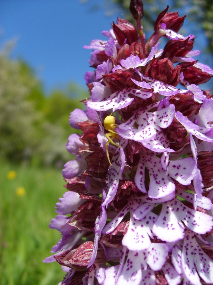 Orchis purpurea mit Krabbenspinne mitte Mai Bei Jena