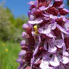 Orchis purpurea mit Krabbenspinne mitte Mai Bei Jena