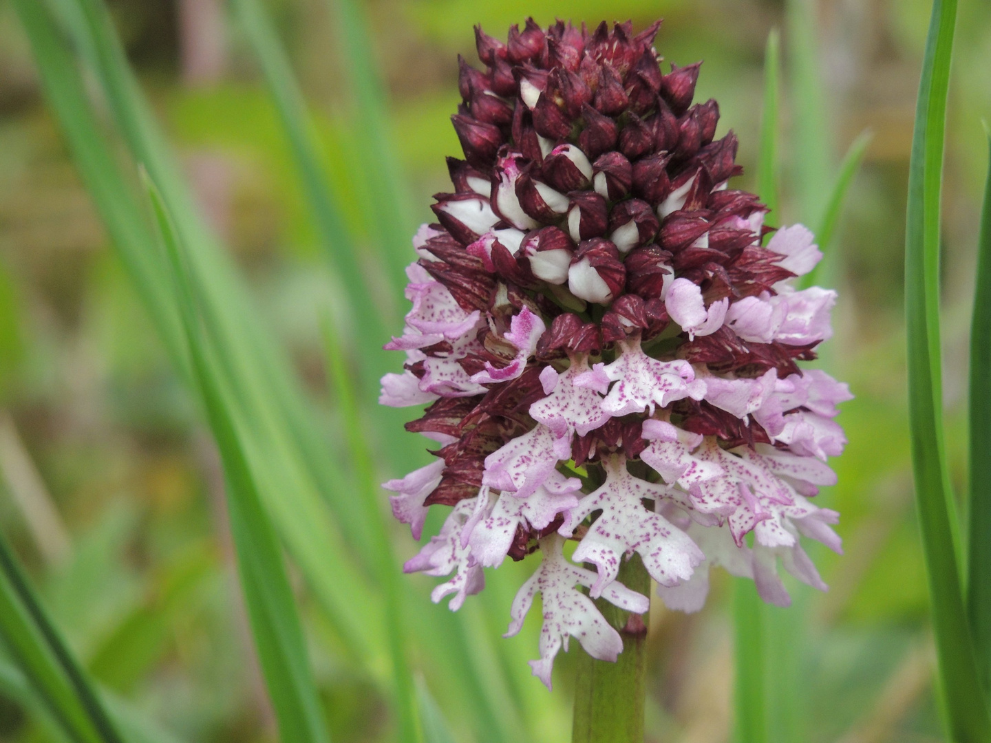 Orchis purpurea ( orchidée sauvage)