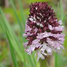 Orchis purpurea ( orchidée sauvage)