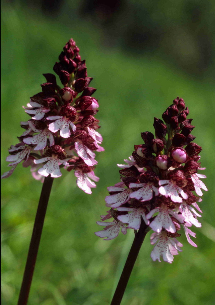 Orchis purpurea - Purpur Knabenkraut