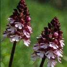 Orchis purpurea - Purpur Knabenkraut