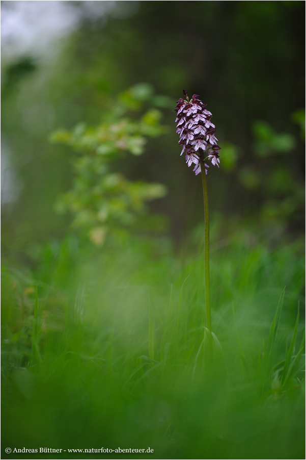 Orchis purpurea / Purpur-Knabenkraut (2)