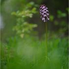Orchis purpurea / Purpur-Knabenkraut (2)