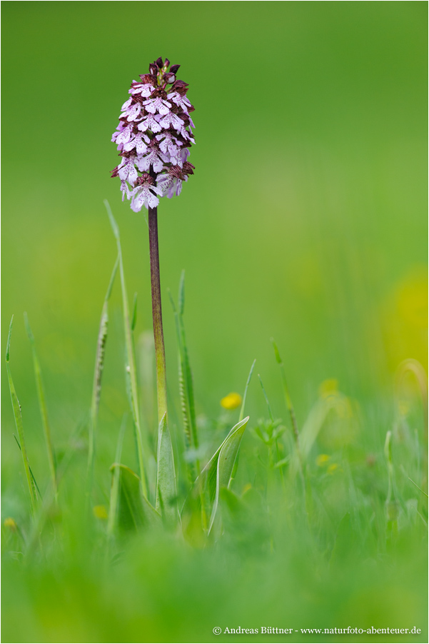 Orchis purpurea / Purpur-Knabenkraut