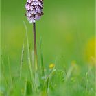 Orchis purpurea / Purpur-Knabenkraut