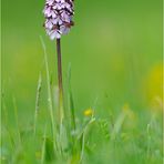 Orchis purpurea / Purpur-Knabenkraut