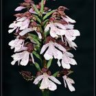 Orchis purpurea , Purpurknabenkraut