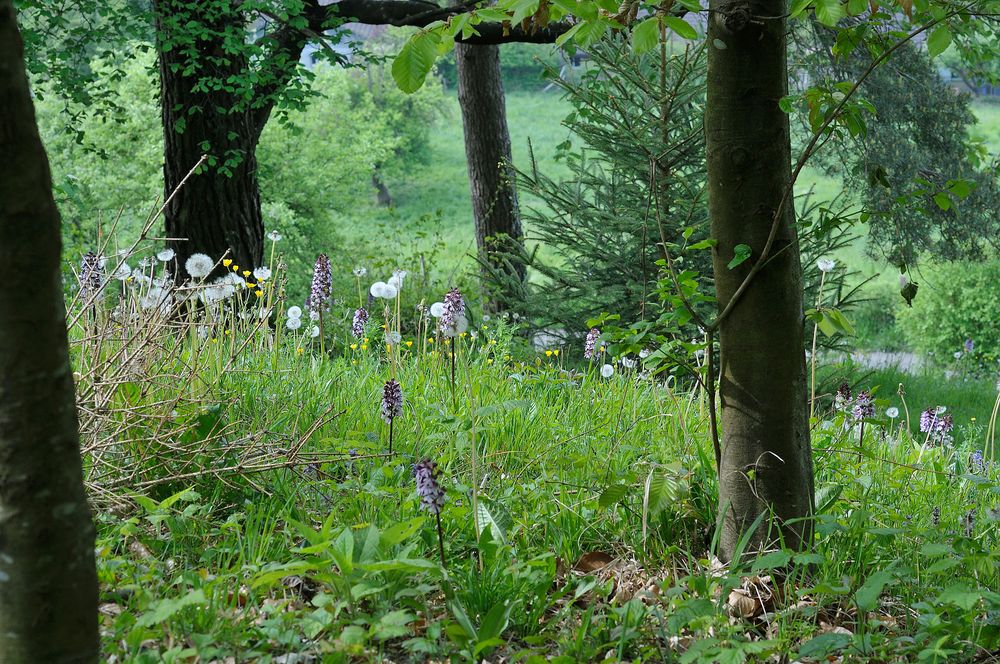 Orchis purpurea - Purpurorchis