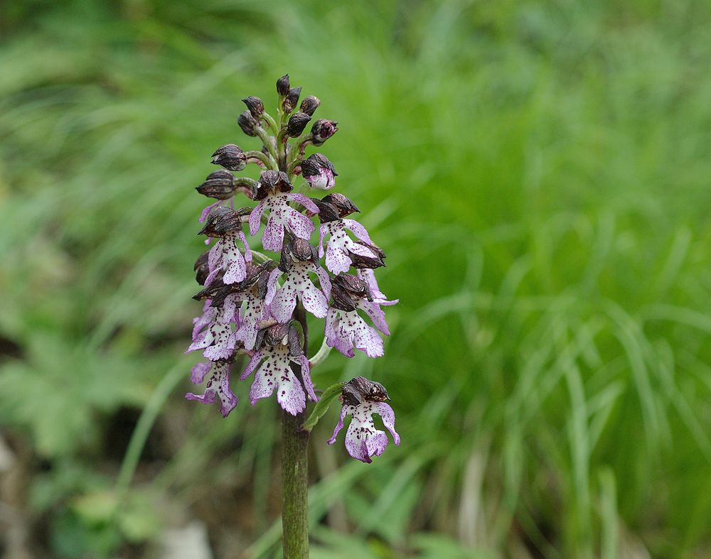 Orchis purpurea- -Purpurorchis